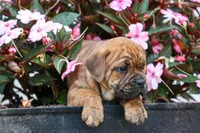 Avery ❤️, a male English Bulldog and Beagle for sale in Fresno, OH – 8 of 10