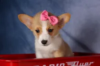Callie💖, a female Pembroke Welsh Corgi for sale in Fresno, OH – 6 of 10