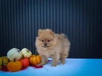 🐾 Meet Rosco — A Bouncy Little Ball of Fluff! 🐾, a male Pomeranian for sale in Fresno, OH – 7 of 10
