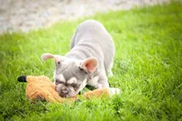  Stella 💕🐶, a male French Bulldog for sale in Fresno, OH – 8 of 9