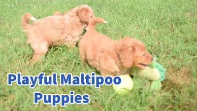 Stetson , a male Maltipoo for sale in Fresno, OH – 5 of 5