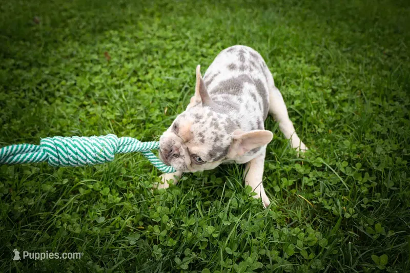  Spencer🐾🐶 – French Bulldog puppy for sale in Fresno, OH