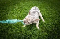  Spencer🐾🐶, a male French Bulldog for sale in Fresno, OH – 2 of 10