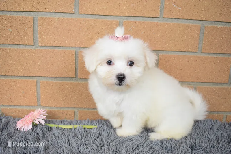 Bella 🐶💗 – Maltese puppy for sale in Fresno, OH