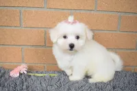 Bella 🐶💗, a female Maltese for sale in Fresno, OH – 1 of 7