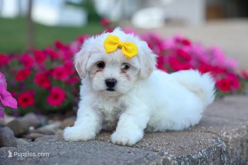 Bubbles 💕 – Bichon Frise, Shih Tzu puppy for sale in Fresno, OH