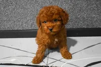 Loren, a male Poodle - Miniature  for sale in Fresno, OH – 5 of 9