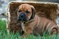 Axel 💙🐾, a male English Bulldog and Beagle for sale in Fresno, OH – 5 of 9