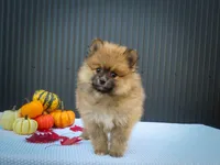 🐾 Meet Rolo — A Bouncy Little Ball of Fluff! 🐾, a male Pomeranian for sale in Fresno, OH – 8 of 10