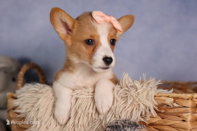   Carrie💕 – Pembroke Welsh Corgi puppy for sale in Fresno, OH