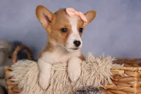   Carrie💕, a female Pembroke Welsh Corgi for sale in Fresno, OH – 4 of 10
