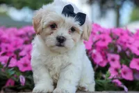 Bently 🐶, a male Bichon Frise and Shih Tzu for sale in Fresno, OH – 8 of 9