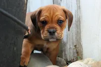 Arthur, a male English Bulldog and Beagle for sale in Fresno, OH – 2 of 10