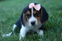 Cleo 🌸, a female Beagle for sale in Fresno, OH – 8 of 9