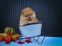🐾 Meet Rosco — A Bouncy Little Ball of Fluff! 🐾, a male Pomeranian for sale in Fresno, OH – 8 of 10
