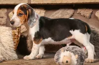 Dillard🐾, a male Beagle for sale in Fresno, OH – 9 of 9