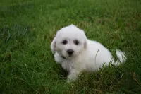 Travis, a male Bichon Frise for sale in Fresno, OH – 5 of 7