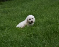 Travis, a male Bichon Frise for sale in Fresno, OH – 3 of 7