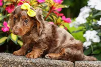 Ike💙, a male Miniature Dachshund for sale in Fresno, OH – 6 of 10