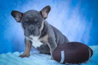 Quest ✨, a male Frenchton for sale in Fresno, OH – 5 of 9