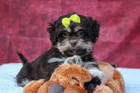  Oscar , a male Maltese and Shih Tzu for sale in Fresno, OH – 10 of 10