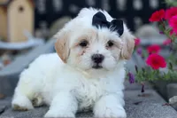 Bently 🐶, a male Bichon Frise and Shih Tzu for sale in Fresno, OH – 7 of 9