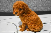 Logan, a male Poodle - Miniature  for sale in Fresno, OH – 3 of 8