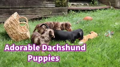 Ike💙, a male Miniature Dachshund for sale in Fresno, OH – 10 of 10