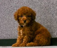 Lily , a female Poodle - Miniature  for sale in Fresno, OH – 10 of 10