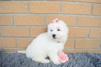 Brooke 🎀, a female Maltese for sale in Fresno, OH – 3 of 7