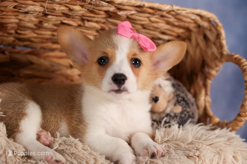 Callie💖 – Pembroke Welsh Corgi puppy for sale in Fresno, OH
