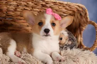 Callie💖, a female Pembroke Welsh Corgi for sale in Fresno, OH – 3 of 10