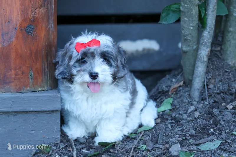Rain🌸🐾 – Cavapoo puppy for sale in Fresno, OH