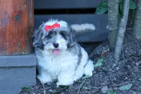Rain🌸🐾, a female Cavapoo for sale in Fresno, OH – 2 of 10