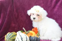 Max , a male Maltese for sale in Fresno, OH – 5 of 7