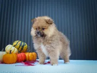 🐾 Meet Rambo — A Bouncy Little Ball of Fluff! 🐾, a male Pomeranian for sale in Fresno, OH – 6 of 10