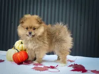 🐾 Meet Roxy — A Bouncy Little Ball of Fluff! 🐾, a male Pomeranian for sale in Fresno, OH – 8 of 10