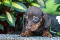  Zippy🐶, a male Miniature Dachshund for sale in Fresno, OH – 2 of 9