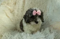 Rain🌸🐾, a female Cavapoo for sale in Fresno, OH – 3 of 10
