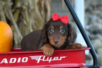 Zane🐾, a male Miniature Dachshund for sale in Fresno, OH – 3 of 10