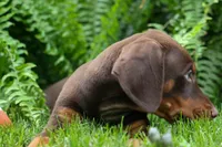 Gunner🦴, a male Doberman Pinscher for sale in Fresno, OH – 8 of 10