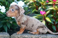   Zion🐶, a male Miniature Dachshund for sale in Fresno, OH – 5 of 9