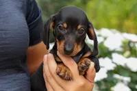 Houston🐾, a male Miniature Dachshund for sale in Fresno, OH – 2 of 10
