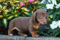  Zoey🎀, a female Miniature Dachshund for sale in Fresno, OH – 7 of 10