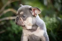 🐾 Meet Kingston, a male French Bulldog for sale in Fresno, OH – 7 of 10