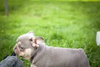 🐾 Meet Kingston, a male French Bulldog for sale in Fresno, OH – 8 of 10