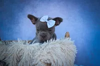Quinn🐾, a male Frenchton for sale in Fresno, OH – 7 of 10