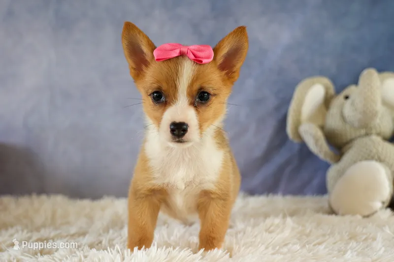 Yara ❤️ – Pembroke Welsh Corgi puppy for sale in Fresno, OH