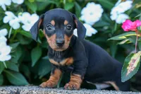 Zack, a male Miniature Dachshund for sale in Fresno, OH – 7 of 10