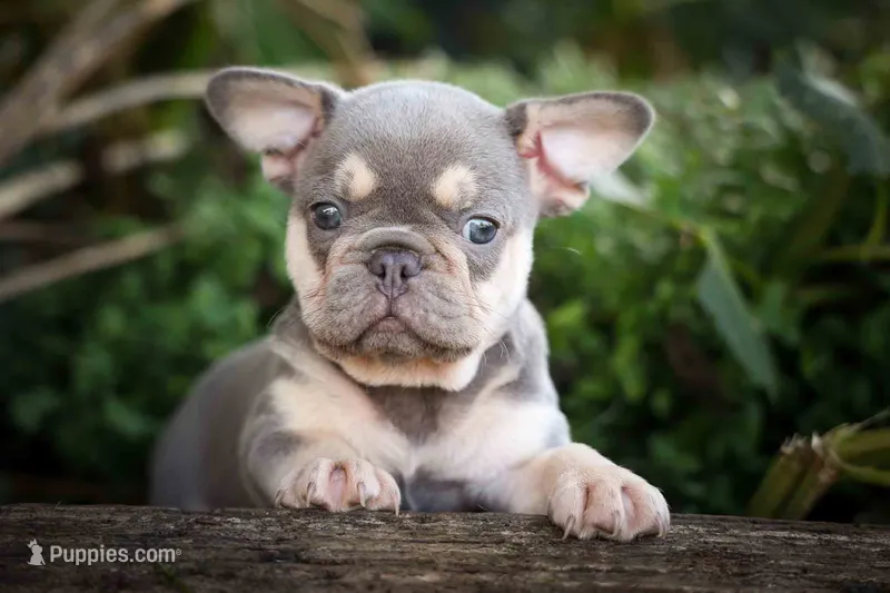 🐾 Meet Kingston – French Bulldog puppy for sale in Fresno, OH